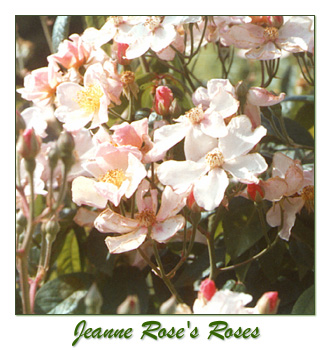Jeanne Rose Aromatherapy, jeannerose, herbal studies classes, aromatherapy first aid kits