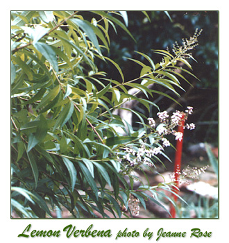lemon verbena, herbal plants, aromatic gardening