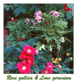 rose gallica, lime geranium, herbs, plants