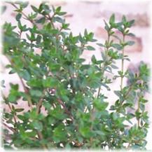 Thyme