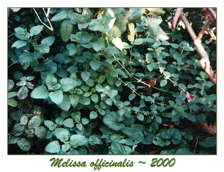 herbs, herbal classes, melissa officinalis